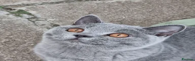 British Shorthair 1