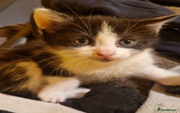 Domestic Shorthair cats for sale: 4 beautiful kittens, ready to go 2nd September  - Image 8