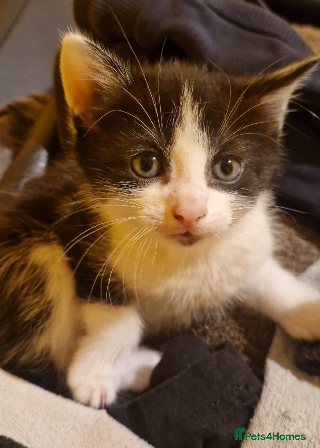 Domestic Shorthair cats for sale: 4 beautiful kittens, ready to go 2nd September  - Image 8