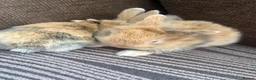 Mixed Breed rabbits for sale: 🐰✨ **Gorgeous Miniature Lionhead × Mini Lop ✨🐰 in Cardiff - Advert 7