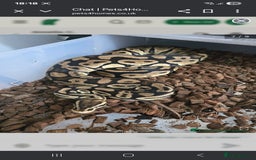 Python Snake reptiles for sale: Stunning snakes available - Image 13