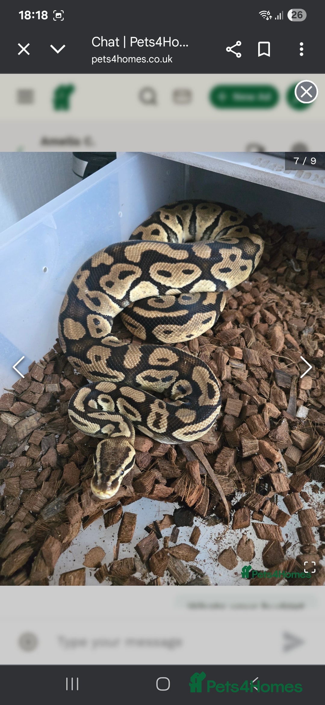 Python Snake reptiles for sale: Stunning snakes available - Image 13