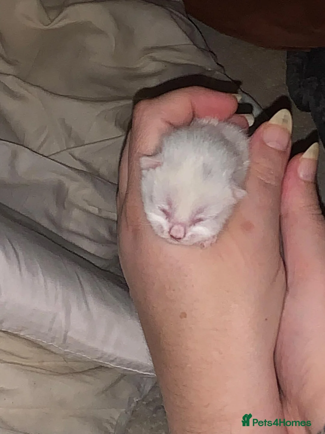 British Shorthair cats for sale: Five beautiful kittens looking for forever homes - Advert 2