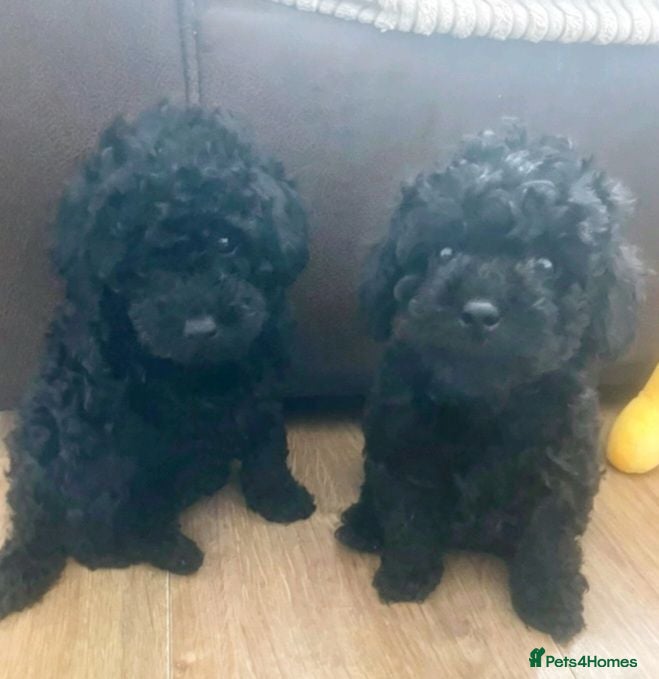 Toy Poodle dogs ❤️🤩2 pups left🤩🩷🐶Ready to leave 🏠🐶  - Advert 13