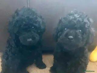 Toy Poodle dogs ❤️🤩2 pups left🤩🩷🐶Ready to leave 🏠🐶 - Advert 13