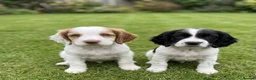 Cocker Spaniel dogs for sale: Show cocker spaniel in Loughton - Advert 6