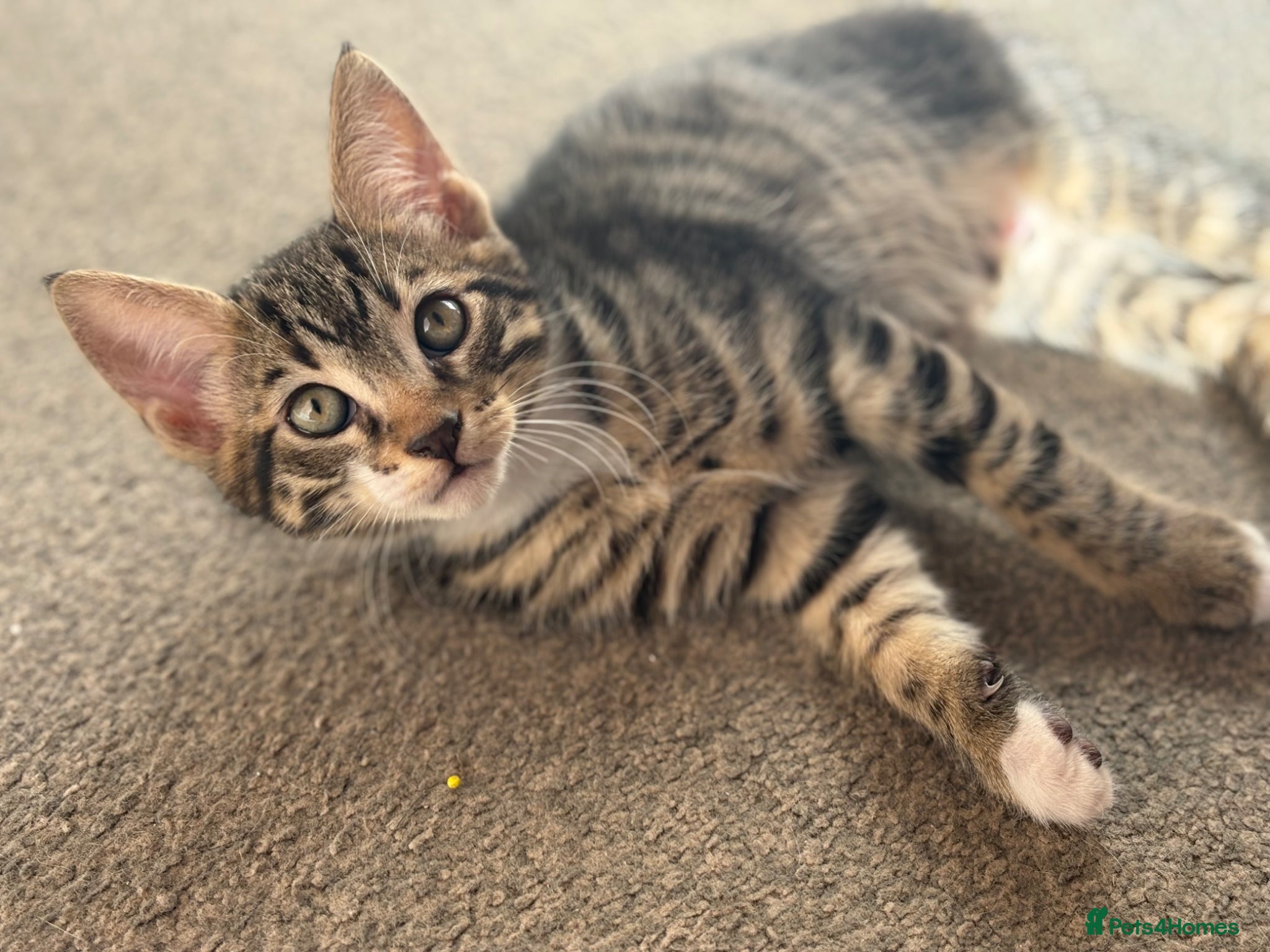 Mixed Breed cats for sale: Father and Son in Boston - Advert 2