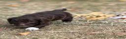 Cockapoo dogs for sale: F1 Cockapoos Full DNA 5⭐️ Licensed Breeder  - Advert 19