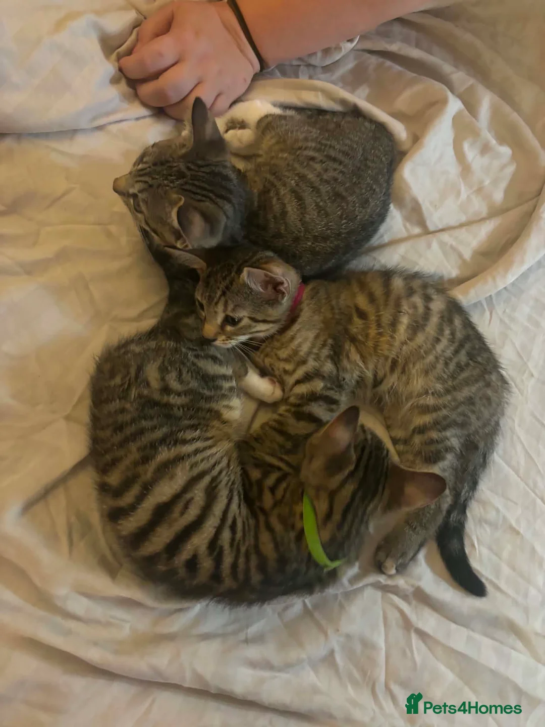 Mixed Breed cats for sale: Tabby torty cross in Derby - Advert 2