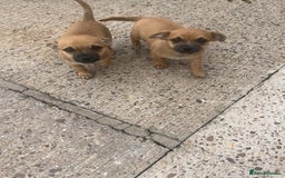 Chihuahua dogs for sale: 2 little male chihuahua puppy's  - Image 1