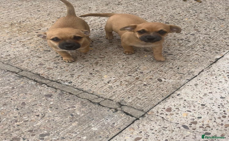 Chihuahua dogs - Advert 1