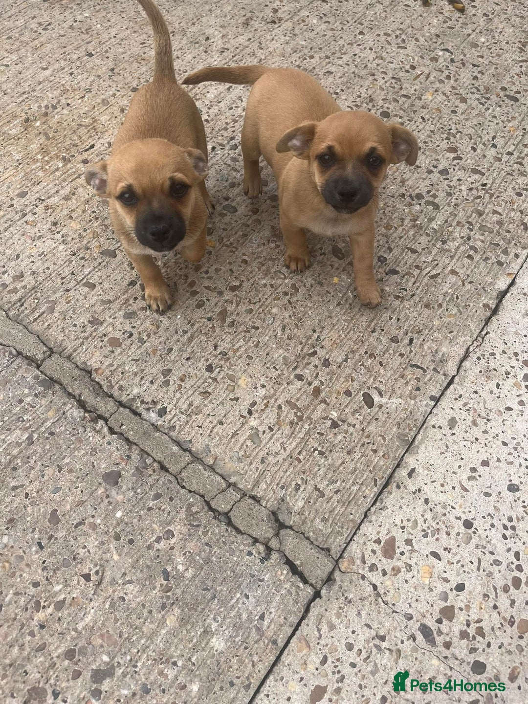 Chihuahua dogs for sale: 2 little male chihuahua puppy's  - Image 1