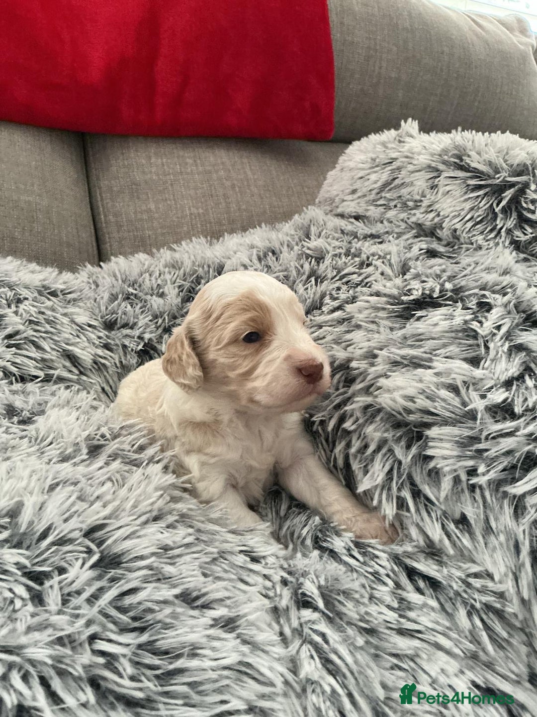 Cockapoo dogs for sale:   🐾 Cockapoo Puppies 🐶  - Image 16