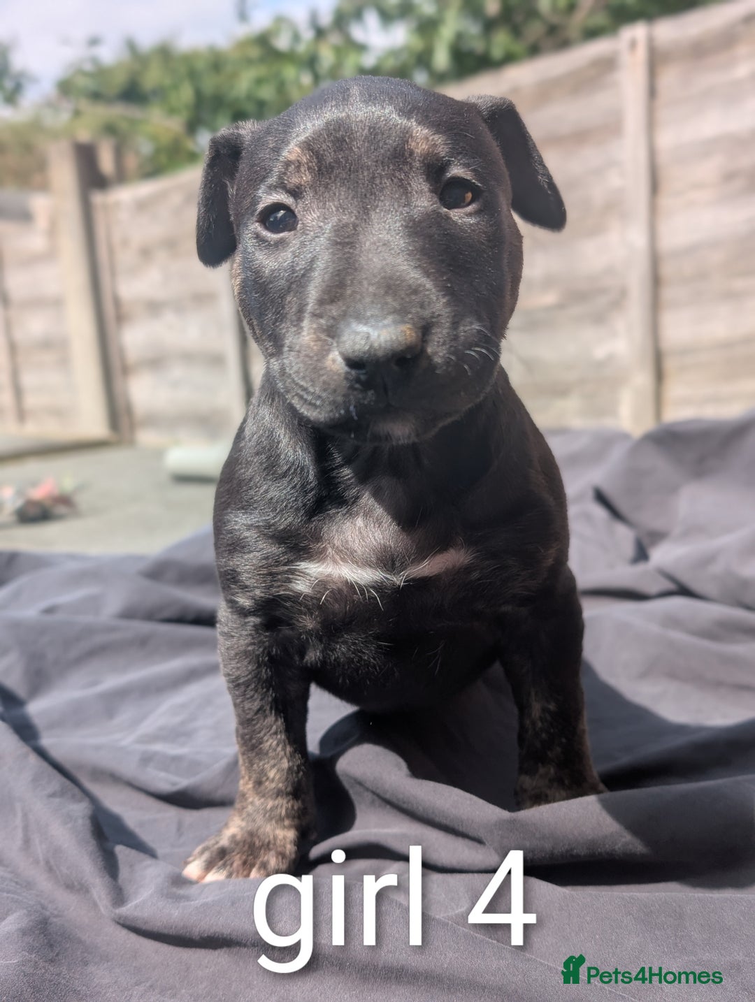 English Bull Terrier dogs for sale: Working line English bull terriers  - Image 8