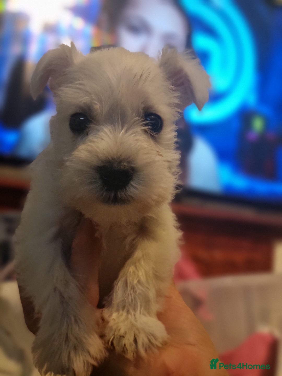 Miniature Schnauzer dogs for sale: 6week old miniature schnauzers - Image 2