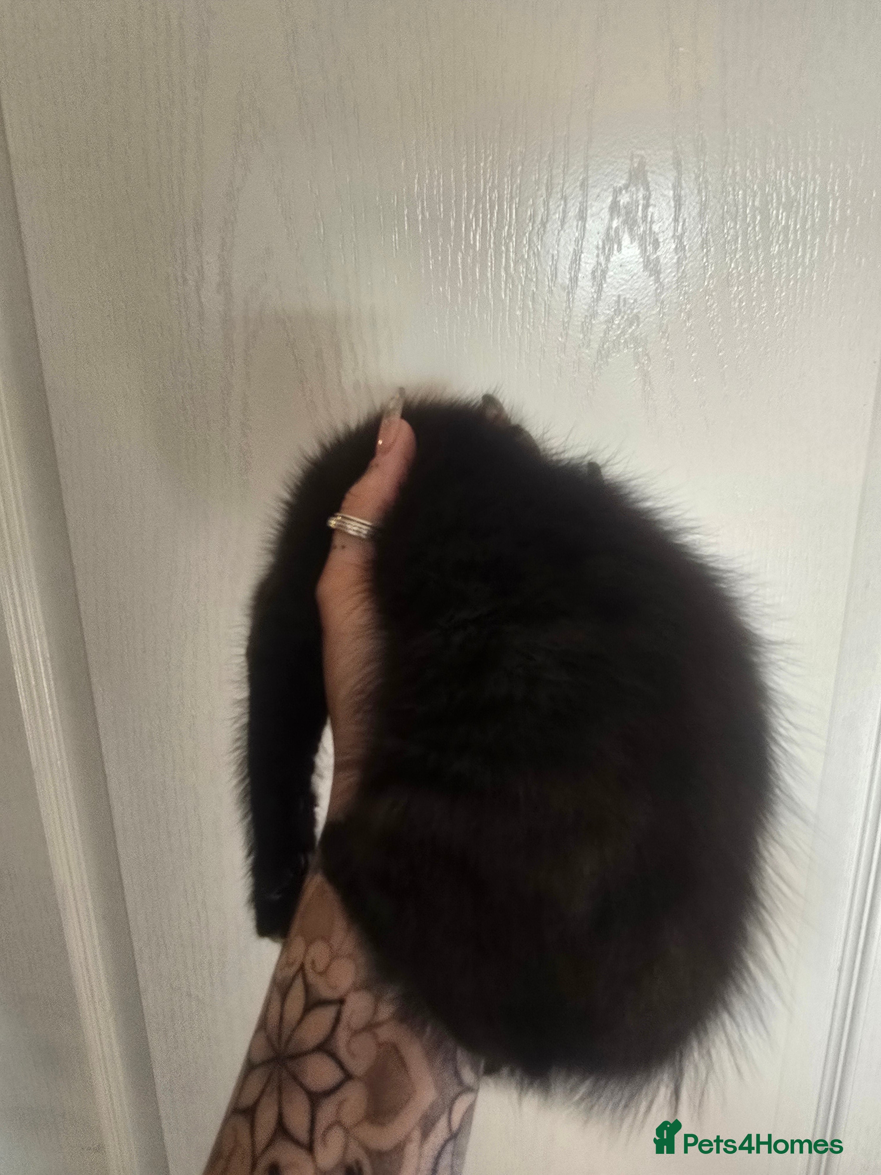 Mixed Breed cats for sale: 5 beautiful kittens looking for their forever home in Fleetwood - Advert 5