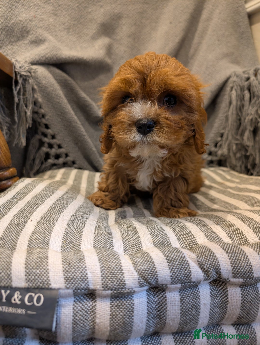Cavachon dogs for sale: 2 Stunning Deep Red F1b Cavachon Puppies💙🩷 - Advert 4