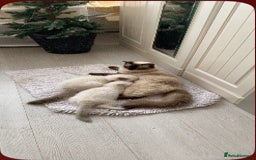 Ragdoll cats for sale: 7 ragdoll cats & kittens  - Image 5