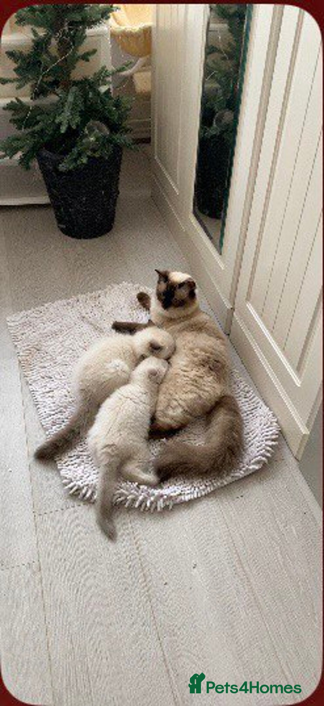 Ragdoll cats for sale: 7 ragdoll cats & kittens  - Image 5