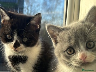 British Shorthair cats Playful British Shorthair Kittens - Advert 1