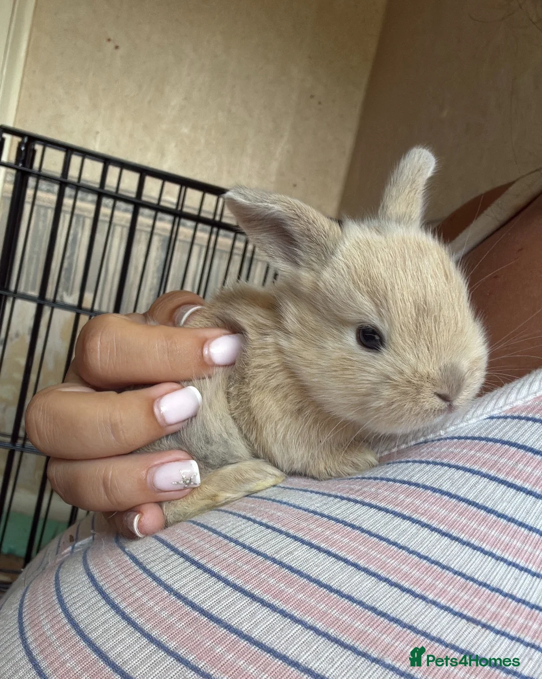 Mixed Breed rabbits for sale: Cross breed English Lop x Blue Vienna in Romford - Advert 2