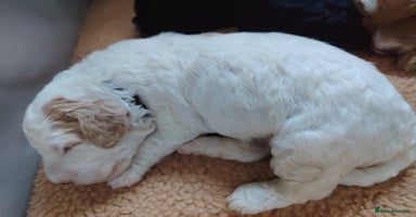Cockapoo dogs - Advert 15