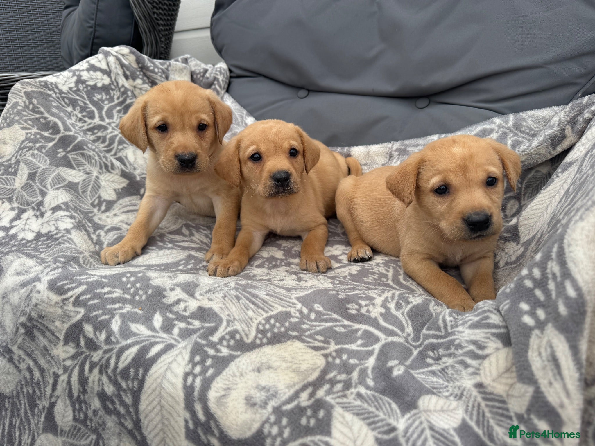 Labrador Retriever dogs  Labrador puppies  - Advert 6
