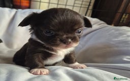 Chihuahua dogs for sale: 4 KC CHIHUAHUA GIRLS  - Image 3
