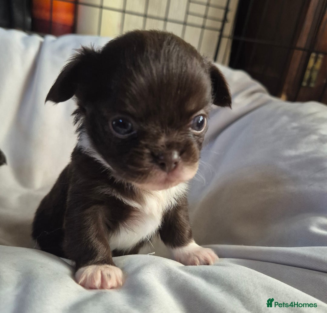Chihuahua dogs for sale: 4 KC CHIHUAHUA GIRLS  - Image 3