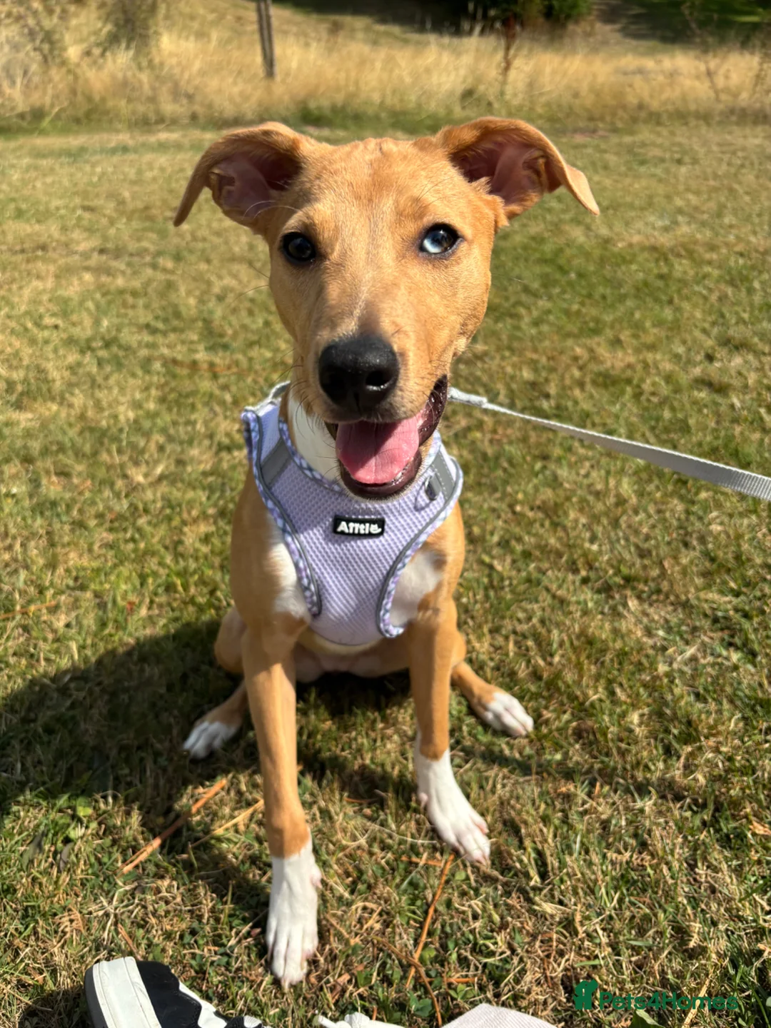 Mixed Breed dogs for sale: Nilou needs a family  in Abergavenny - Advert 1