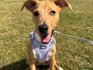 Mixed Breed dogs Nilou needs a family - Advert 2