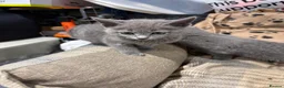 Russian Blue cats for sale: Pure bred Russian blue kittens.  - Advert 9