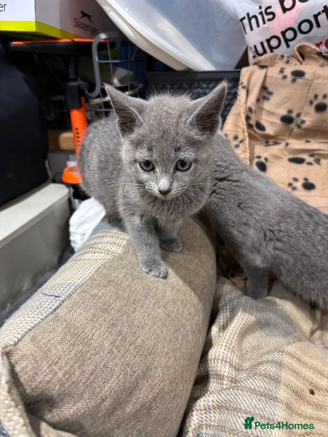 Russian Blue cats for sale: Pure bred Russian blue kittens.  - Advert 9