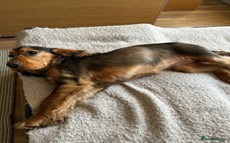 Cocker Spaniel dogs for sale: Outstanding Show Cocker Spaniel DNA Tested - Advert 15