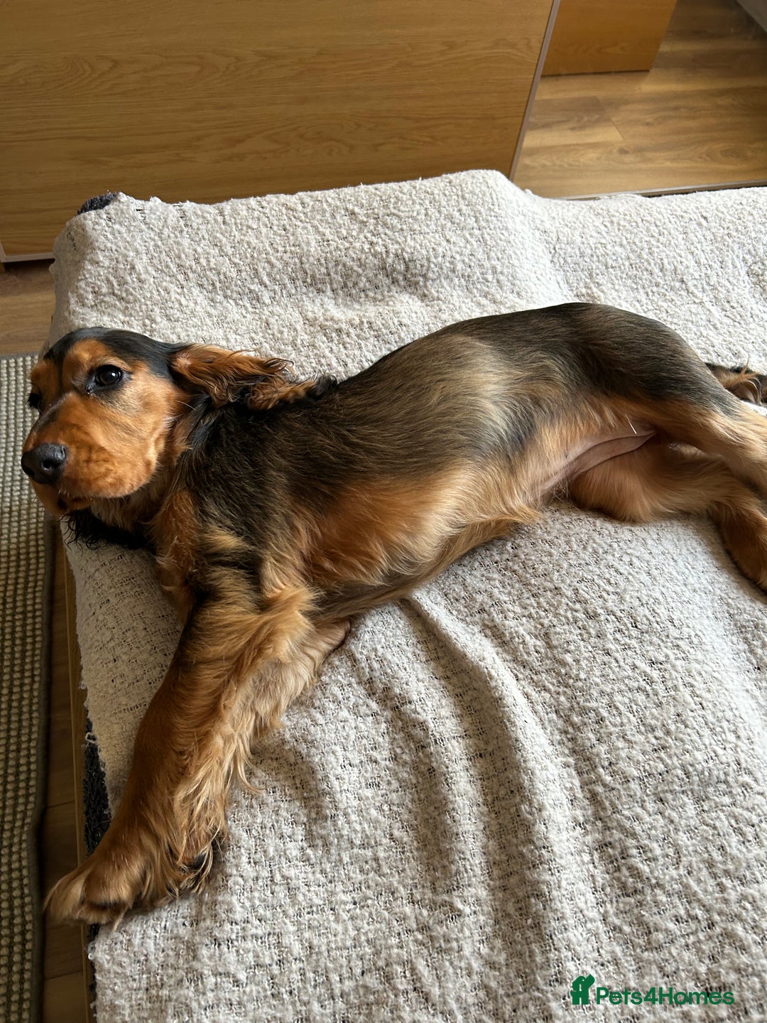 Cocker Spaniel dogs for sale: Outstanding Show Cocker Spaniel DNA Tested - Advert 15