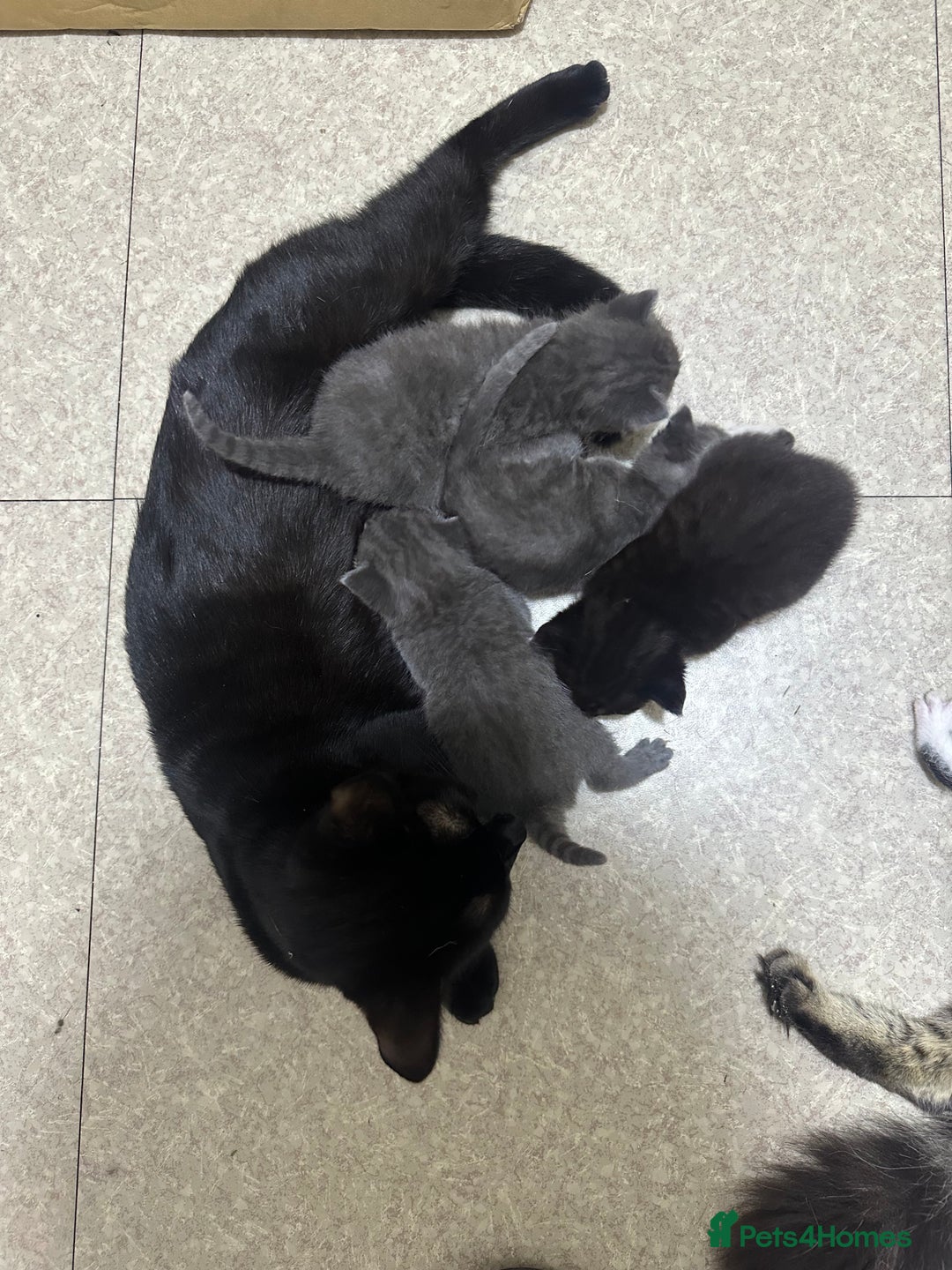 Norwegian Forest Cat cats for sale: Kittens for sale  - Advert 21