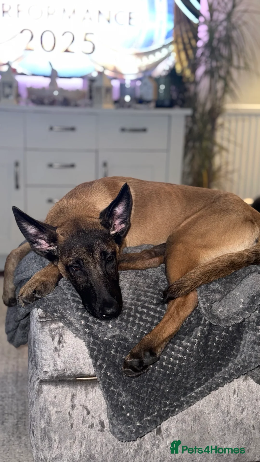 Belgian Shepherd Dog dogs for sale: Female Belgian Shepherd - 6 Months Old  - Advert 5