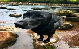 Labrador Retriever dogs for stud: Traditional Working Labrador with a Heart of Gold. - Image 2