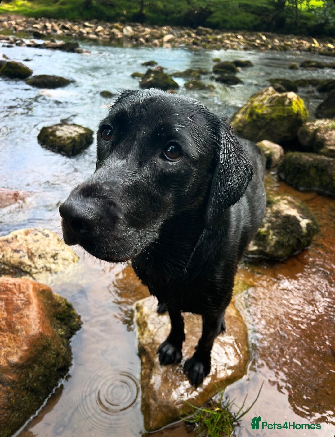 Labrador Retriever dogs for stud: Traditional Working Labrador with a Heart of Gold. - Image 2