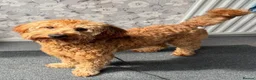 Irish Doodle dogs for sale: Mini Irish doodles - F1b - ready 15/10/26  - Advert 7