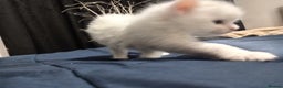 Mixed Breed cats for sale: Short hair white kitten for sale she is beautiful  - Advert 3