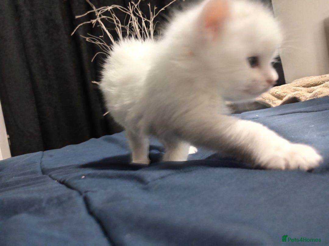 Mixed Breed cats for sale: Short hair white kitten for sale she is beautiful  - Advert 3