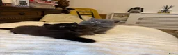 British Longhair cats for sale: Adorable British Long Hair Kittens (Girl & Boy)  - Advert 11