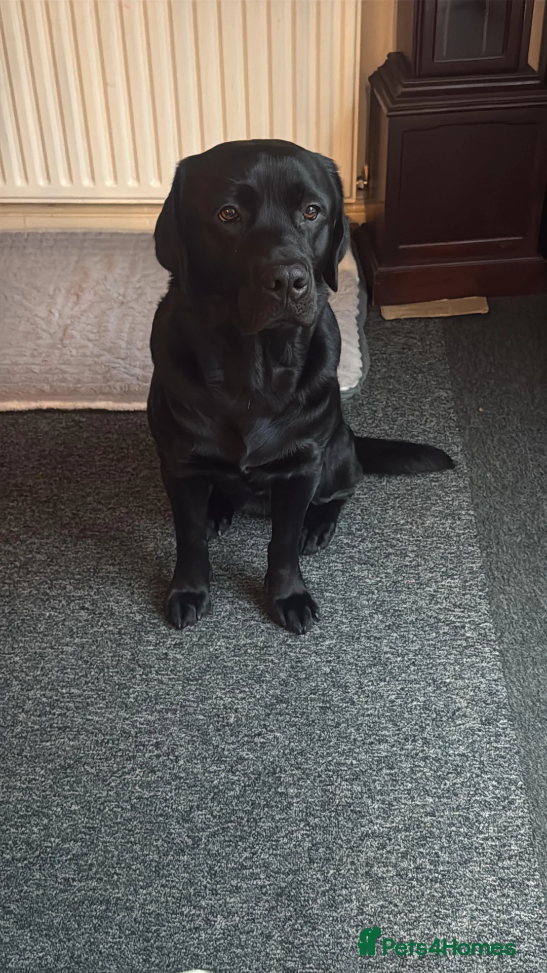 Labrador Retriever dogs for sale: 🐾 6 Little Bundles of Joy Seeking Loving Families in Ilford - Advert 2