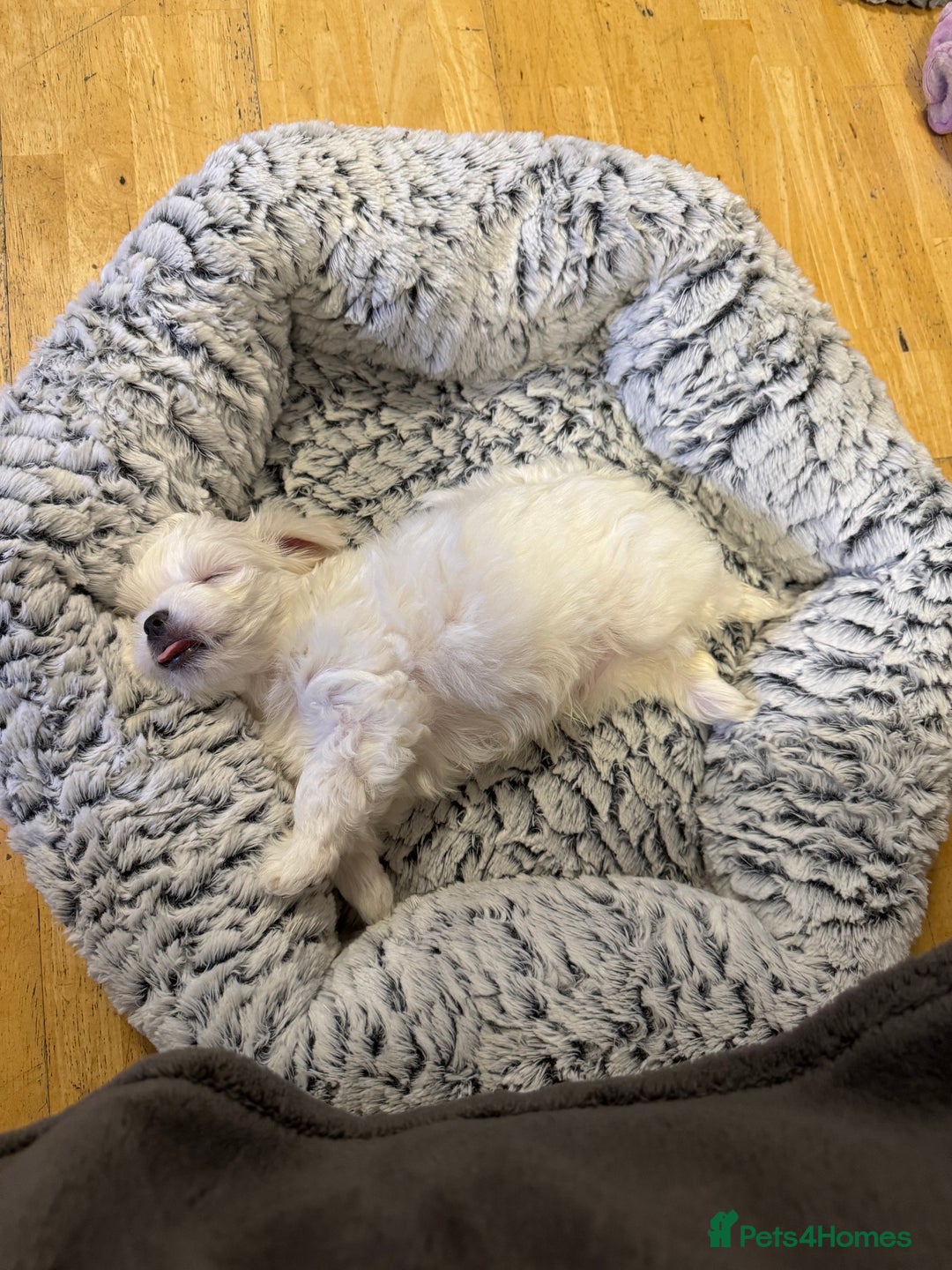 Maltese dogs for sale: **READY NOW** Full Maltese Boy Puppy’s  - Image 8