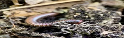 Millipedes invertebrates for sale: Atopochetus dollfusi, Rainbow Millipede Juveniles - Advert 2