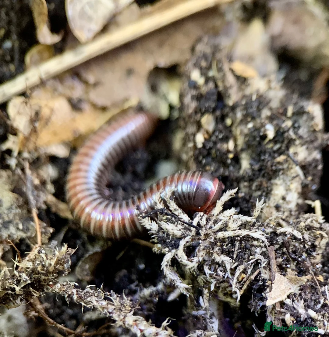 Millipedes invertebrates for sale: Atopochetus dollfusi, Rainbow Millipede Juveniles - Advert 2
