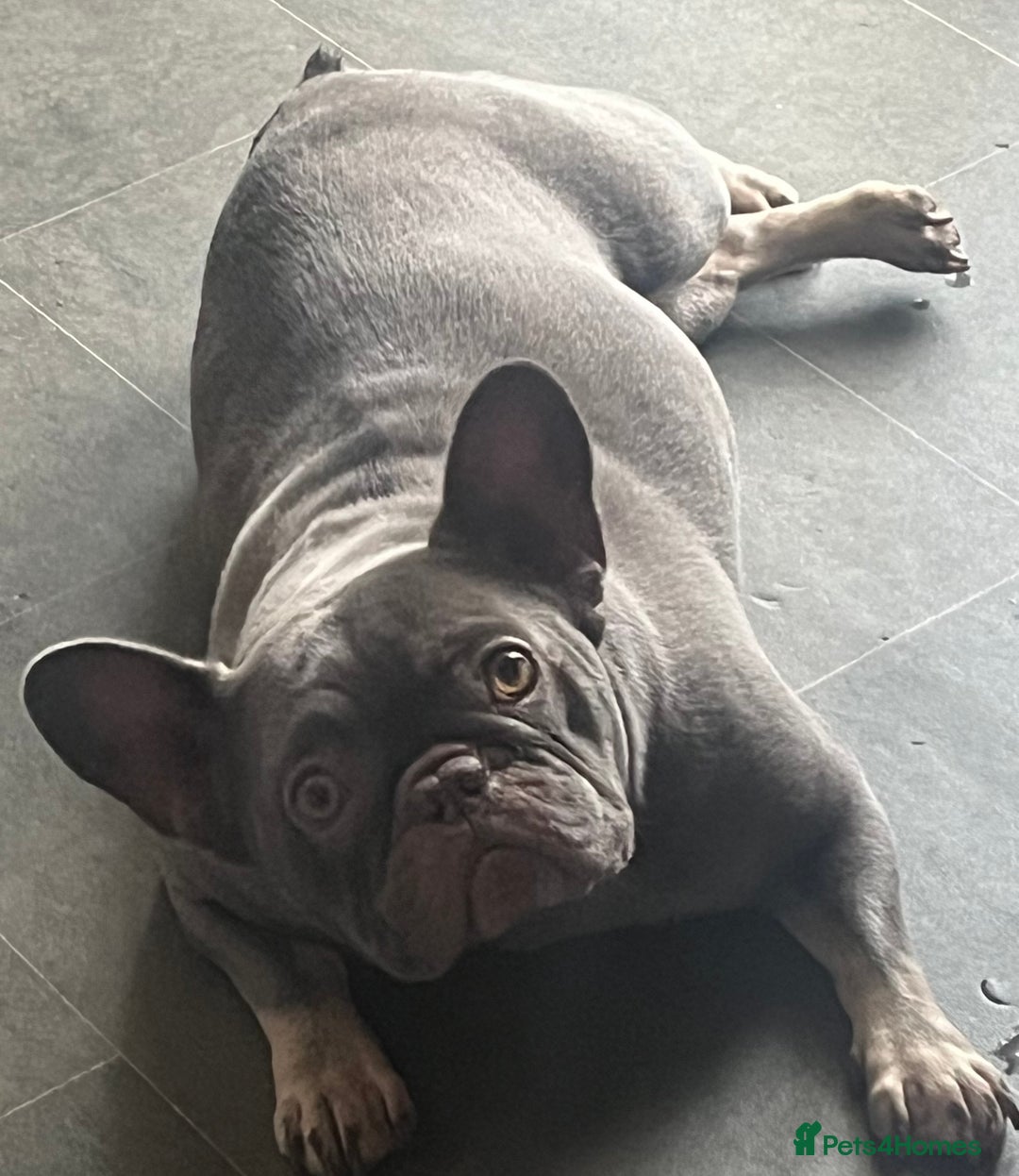 French Bulldog dogs for sale: Beautiful female frenchie  - Advert 13