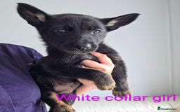 Mixed Breed dogs for sale: Ready to leave 3/8/25  in Great Yarmouth - Image 11