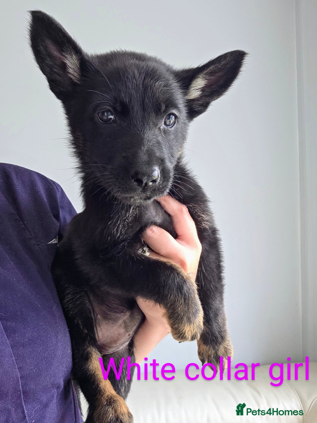 Mixed Breed dogs for sale: Ready to leave 3/8/25  in Great Yarmouth - Image 11